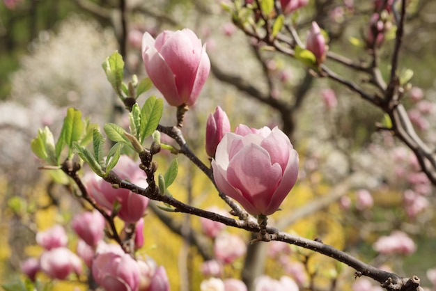 マグノリアの春の花