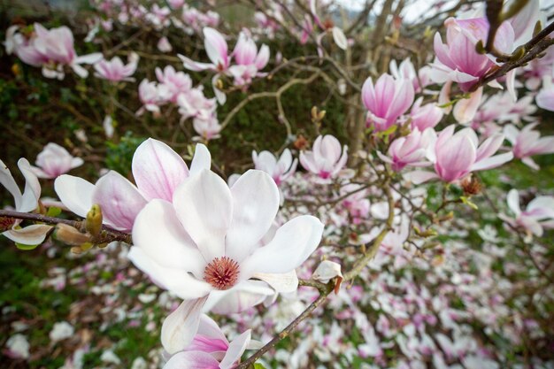 magnolia tree in bloom in the garden