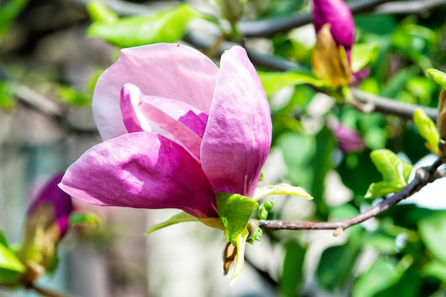 Magnolia tree bloom on sunny day. Magnolia flowers blooming in spring.