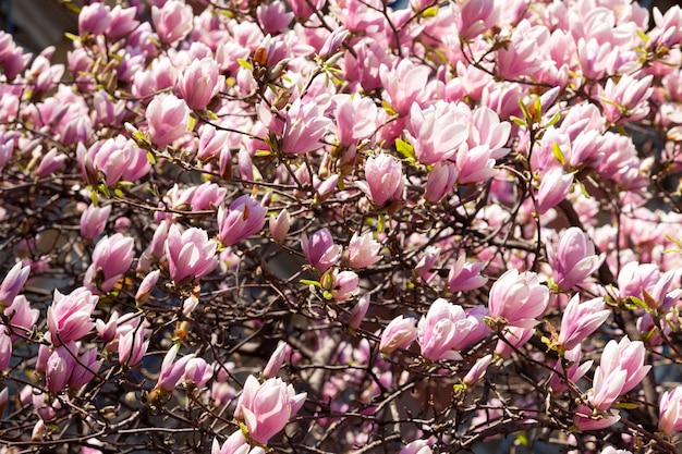 Magnolia tree blooming