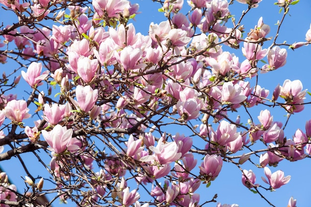 Magnolia tree blooming