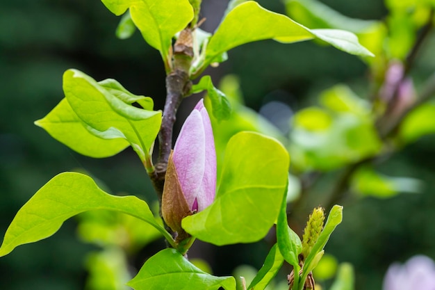 Magnolia tree blossom in springtime tender pink flowers bathing in sunlight warm april weather