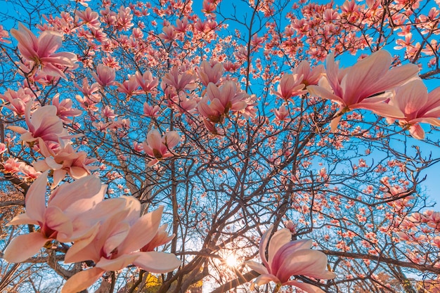 Photo magnolia tree blossom in springtime. tender pink flowers bathing in sunlight. warm april weather