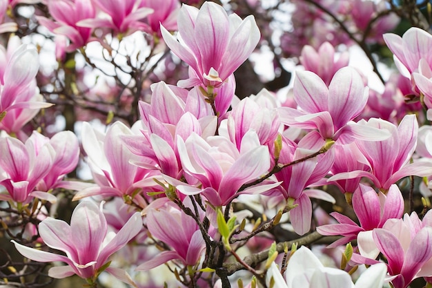 Magnolia tree blossom in springtime tender pink flowers bathing in sunlight warm may weather Blooming magnolia tree in spring internet springtime banner Spring floral background