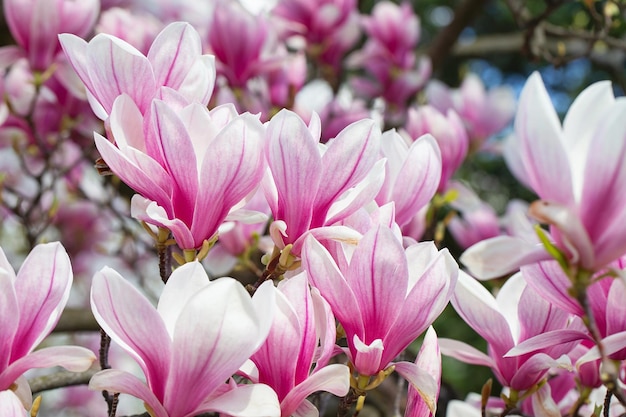 Magnolia tree blossom in springtime tender pink flowers bathing in sunlight warm may weather Blooming magnolia tree in spring internet springtime banner Spring floral background