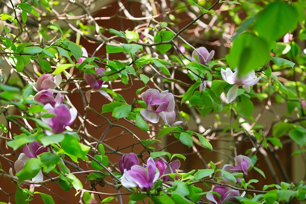 春のマグノリアの木の花やわらかいピンクの花が日光を浴びて暖かいかもしれません春のインターネット春のバナー春の花の背景に咲くマグノリアの木