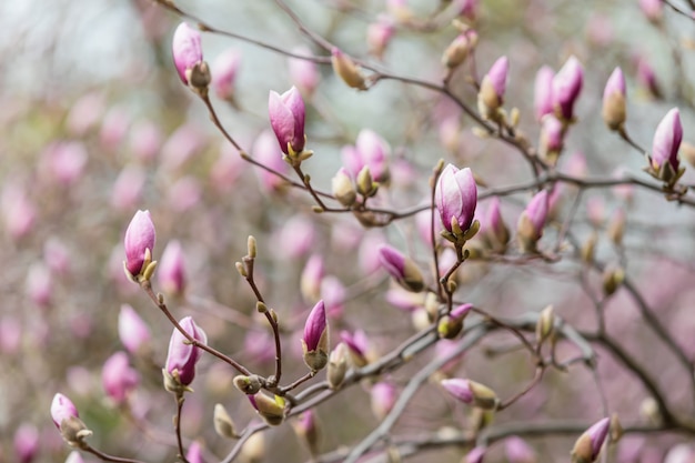 Magnolia tree blossom