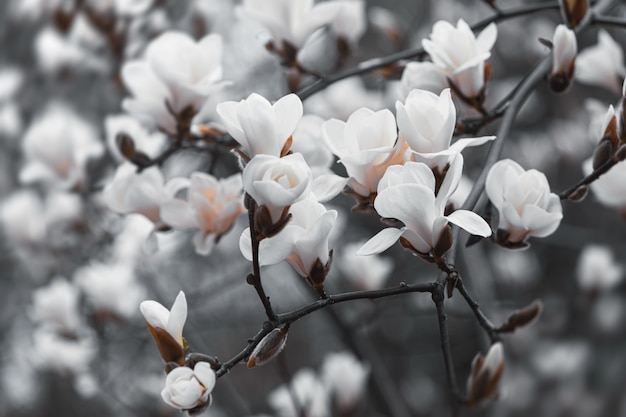 Magnolia tree blossom