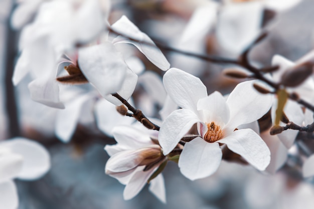 Magnolia tree blossom