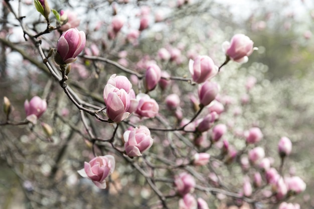 Magnolia tree blossom