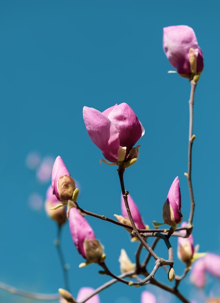 Magnolia tree blossom