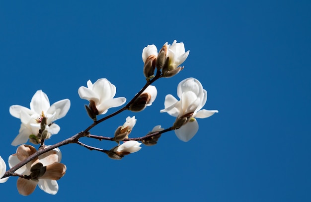 Magnolia tree blossom