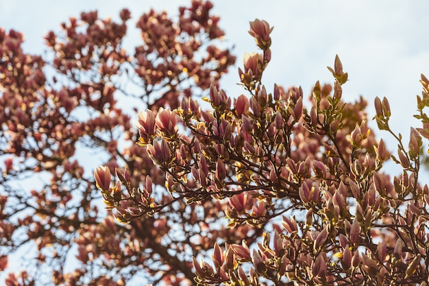 Magnolia tree blossom