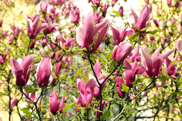 Magnolia tree blossom