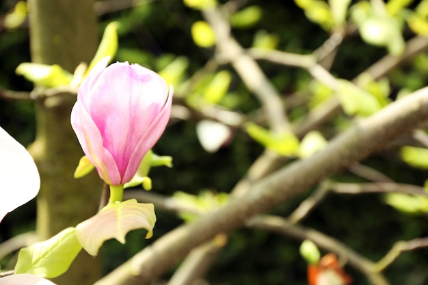 マグノリアの木の花