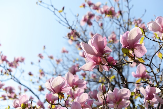 Magnolia tree blossoms in a garden in nature