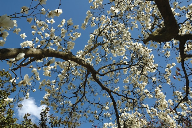 Magnolia tree on the blue sky