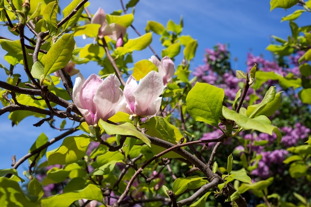 Magnolia tree branch on blue sky background