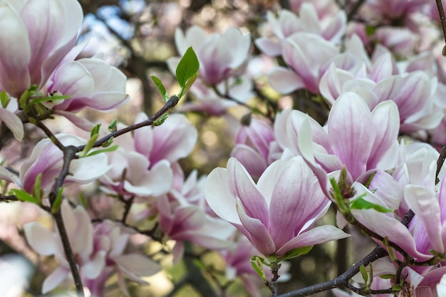 Magnolia tree branch flowers on blurred background Close up selective focus