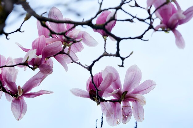 Photo magnolia tree branches with flowers