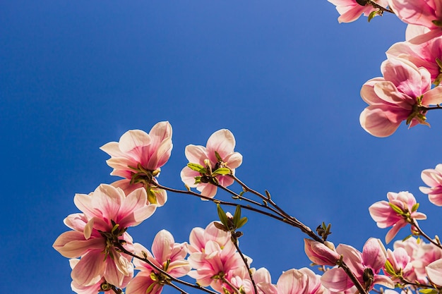 Magnolia tree faces the spring blue sky