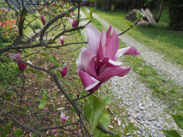 Magnolia tree flower