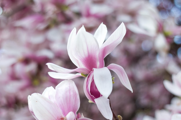 春にマグノリアの木の花が咲く