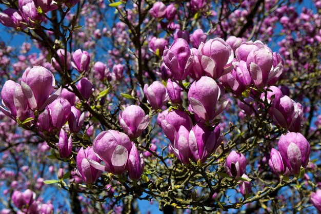 Magnolia tree in spring