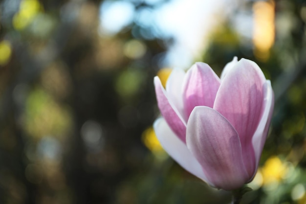 Magnolia tree with beautiful flowers outdoors closeup Amazing spring blossom