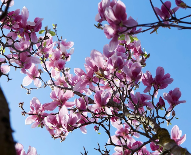 写真 花とマグノリアの木