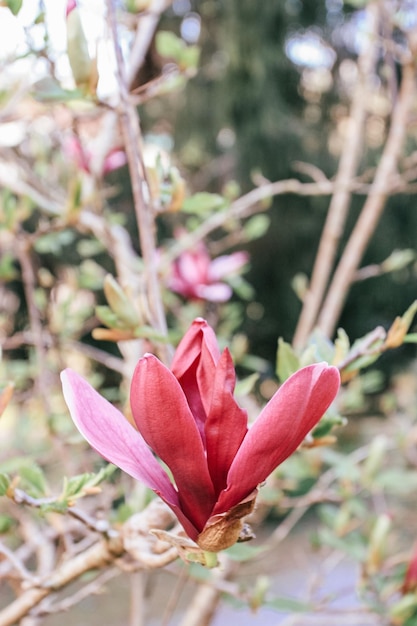 ピンクの花とマグノリアの木