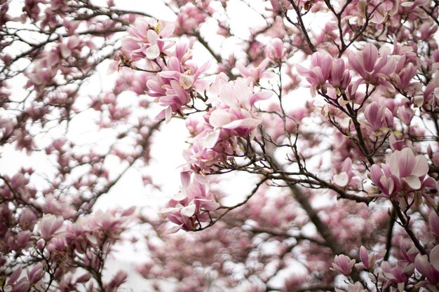 A magnolia tree with pink flowers in the foreground