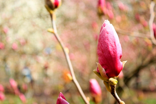 Magnolia tree39s bloesem Natuur lente achtergrond Ruimte kopiëren