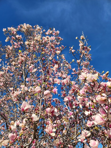 Magnolia tree