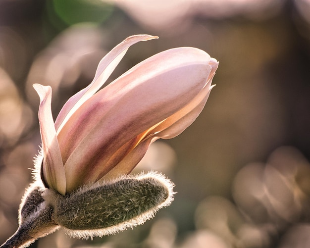 Magnolia trees are a splendor when in bloom An eye catcher in the landscape