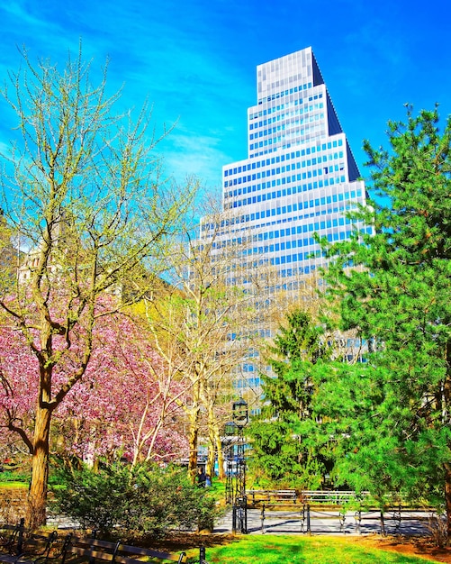 Magnolia Trees in Blossom at City Hall Park in Lower Manhattan, New York, USA. View with Skyline of Skyscrapers architecture in NYC. Nature background. Urban cityscape. NY, US