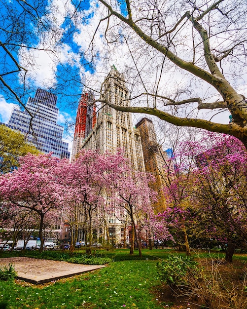 米国ニューヨーク州ロウアーマンハッタンの市庁舎公園に咲くマグノリアの木。ニューヨークの超高層ビル建築のスカイラインで表示します。自然の背景。都会の街並み。ニューヨーク、米国