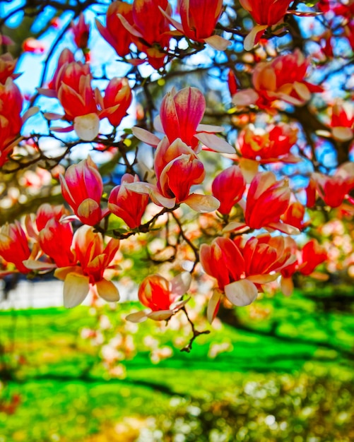 Magnolia Trees in Blossom at City Hall Park in Lower Manhattan, New York, USA. View with Skyline of Skyscrapers architecture in NYC. Nature background. Urban cityscape. NY, US