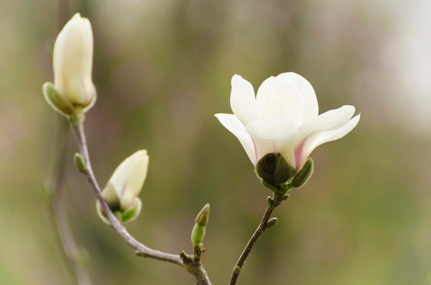 Magnolia witte bloemen