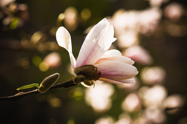 Magnolia witte bloemen