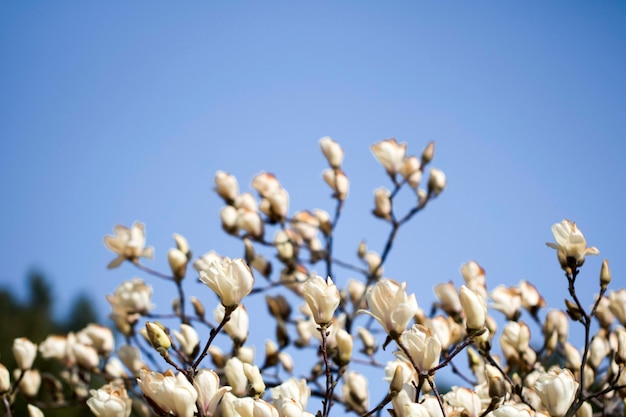 Magnolia witte bloesem boom bloemen close-up tak