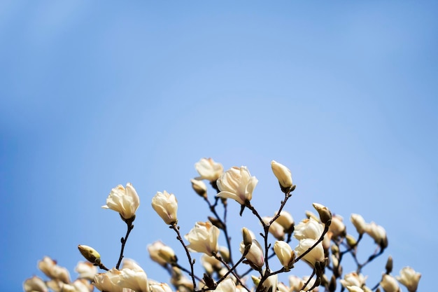 Magnolia witte bloesem boom bloemen close-up tak