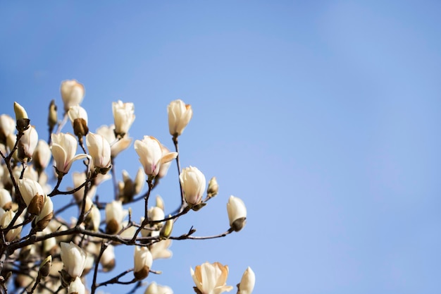 Magnolia witte bloesem boom bloemen close-up tak