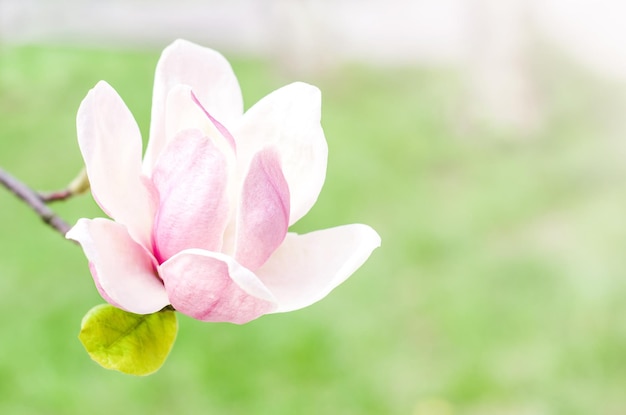 Magnoliabloem bloeit op een wazige natuurlijke groene achtergrond in de stralen van de zon