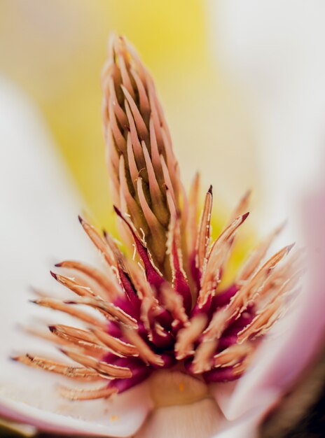 Foto magnoliabloem met vaag