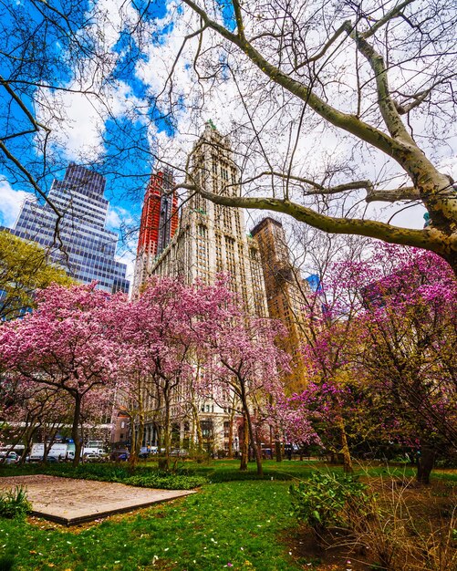 Magnoliabomen in bloei in het Stadhuispark in Lower Manhattan, New York, Verenigde Staten. Bekijk met Skyline van wolkenkrabbers architectuur in NYC. Natuur achtergrond. Stedelijk stadsbeeld. NY, VS