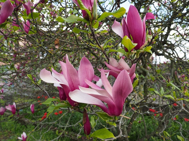 Magnoliaboom bloem