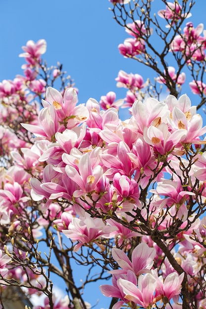 Magnoliaboom bloesem in de lente tedere roze bloemen badend in zonlicht warm mei weer Bloeiende magnoliaboom in de lente internet lente banner Lente bloemen achtergrond