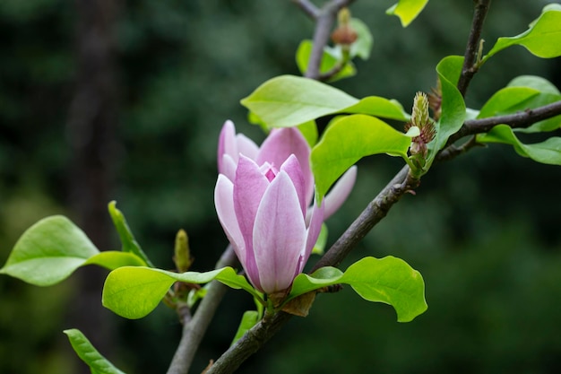 Foto magnoliaboom bloesem in de lente zacht roze bloemen badend in zonlicht, warm weer in april
