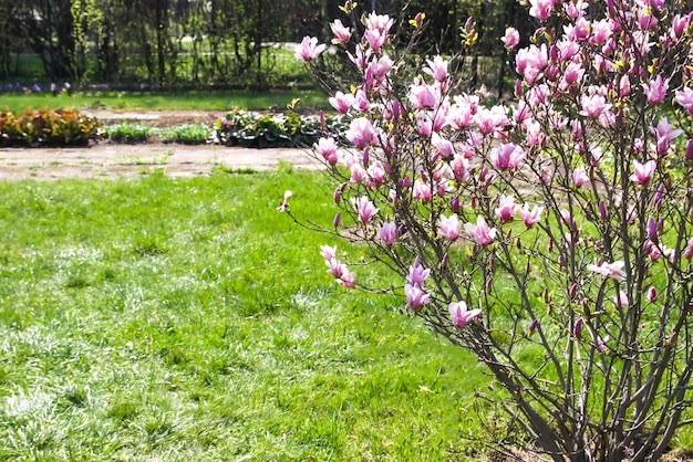 Magnoliaboom bloesem in de lente